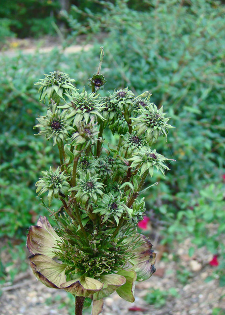 Monster Cone Flower Seed Head