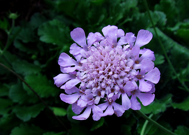 Scabiosa flower