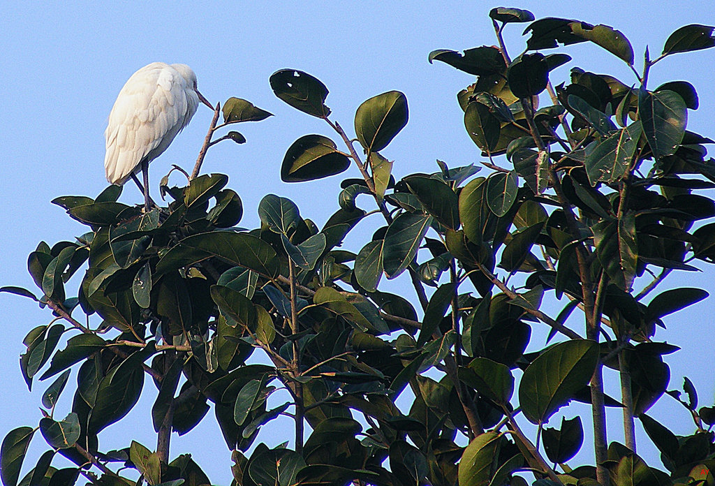 White bird