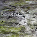 Algae On The Street