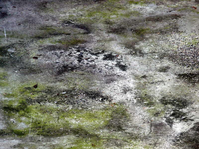 Algae On The Street