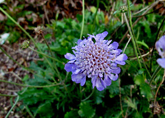 Perennial Scabiosa