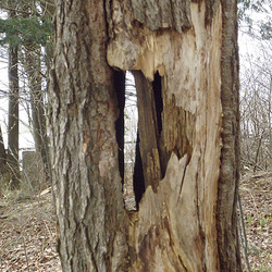 Voir à travers du coeur