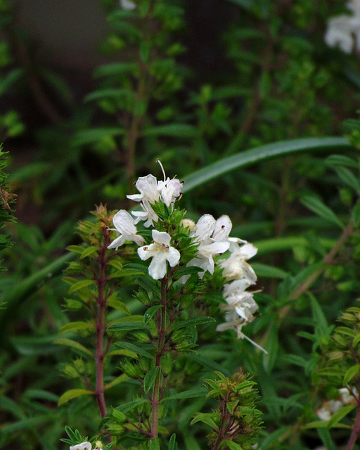 Winter Savory