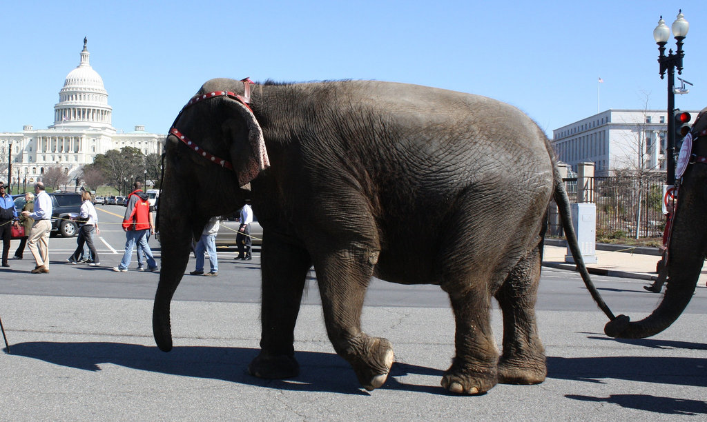 63.RinglingBros.Circus.Parade.SW.WDC.16March2010