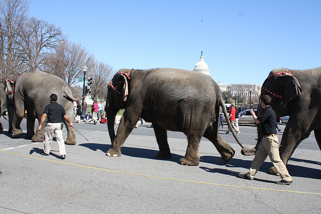 64.RinglingBros.Circus.Parade.SW.WDC.16March2010