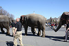 65.RinglingBros.Circus.Parade.SW.WDC.16March2010