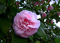 Camellia