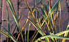 Variegated Yucca