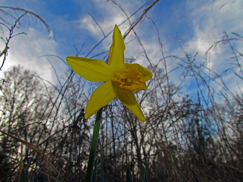 Daffodil