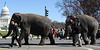 83a.RinglingBros.Circus.Parade.SW.WDC.16March2010