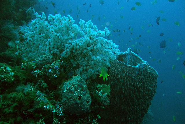 Underwater at Tulamben