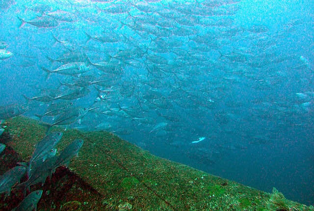 Shoal of Jack fish