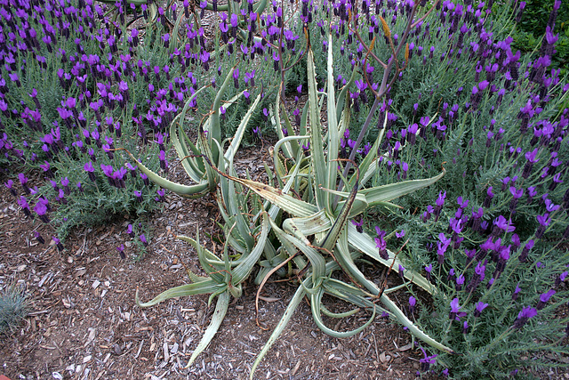 L.A. Garden Tour (6499)