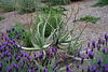 L.A. Garden Tour (6500)