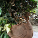 L.A. Garden Tour (6502)