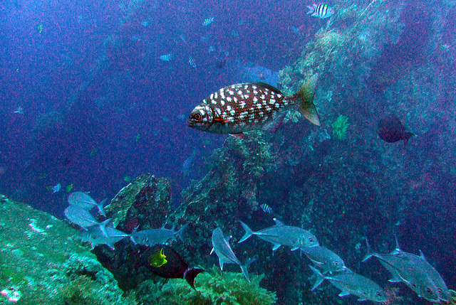 At the Tulamben Liberty wreck