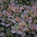 L.A. Garden Tour (6514)