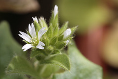 Ceraiste  à fleurs agglomérées