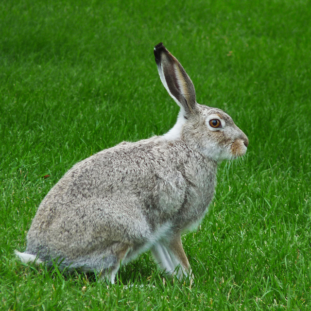 White-tailed Jackrabbit