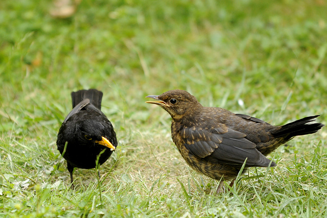 Amsel mit Nachwuchs