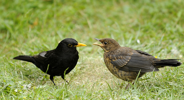 Amsel mit Nachwuchs