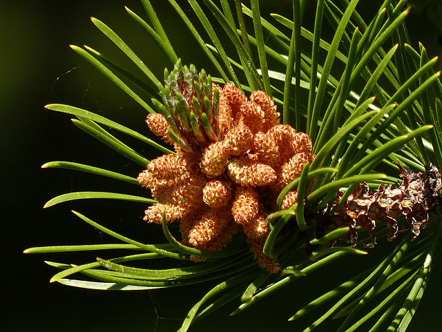 Is this White Pine?