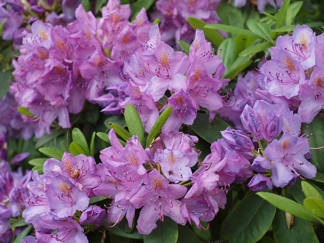 Rhododendron
