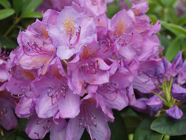 Rhododendron