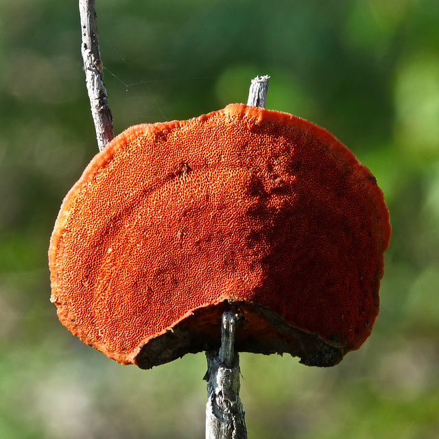 Cinnabar-red Polypore