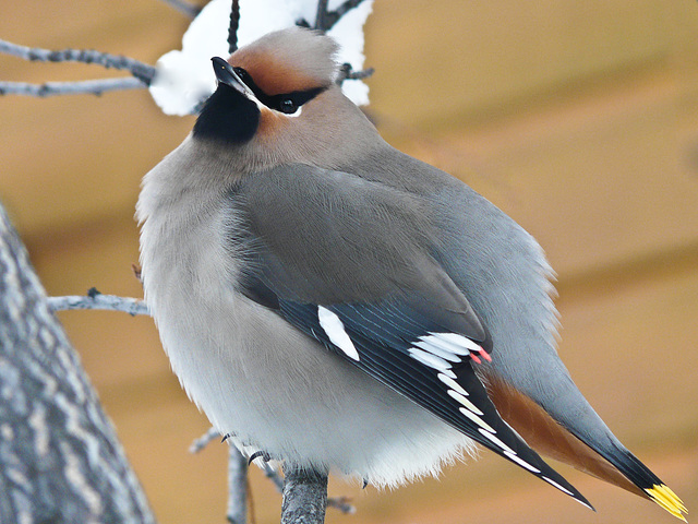 Bohemian Waxwing