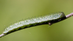 Chenille...verte