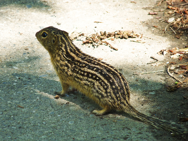 Thirteen-lined Ground Squirrel