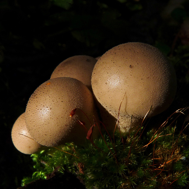 Puffballs