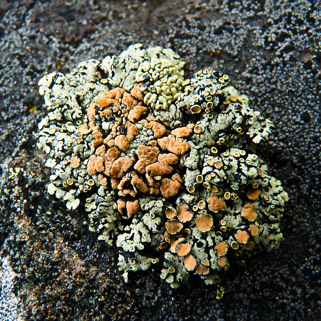 Lichen