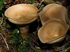 Fungus goblets