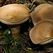 Fungus goblets