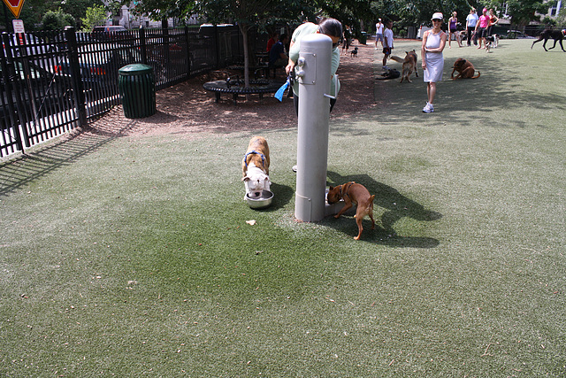 09.SStreetDogPark.NW.WDC.7June2010