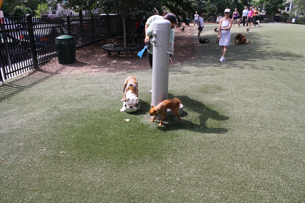 10.SStreetDogPark.NW.WDC.7June2010