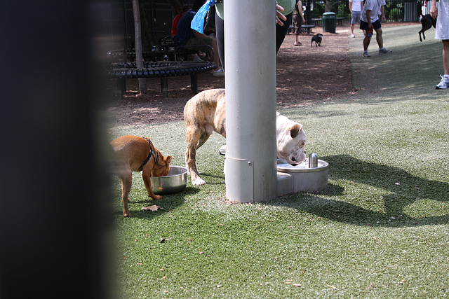 11.SStreetDogPark.NW.WDC.7June2010