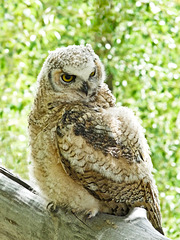 The youngest owlet