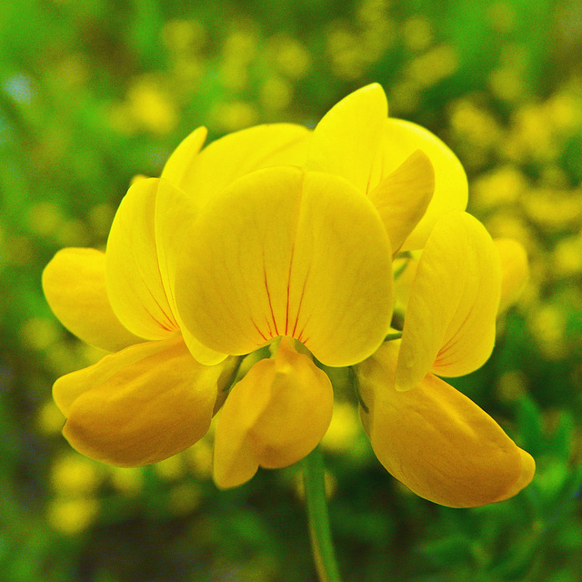 Bird's-foot Trefoil