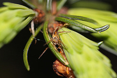 20100511 3249Mw [D~LIP] Gartenkreuzspinne, Fichte, Nadeln, Bad Salzuflen