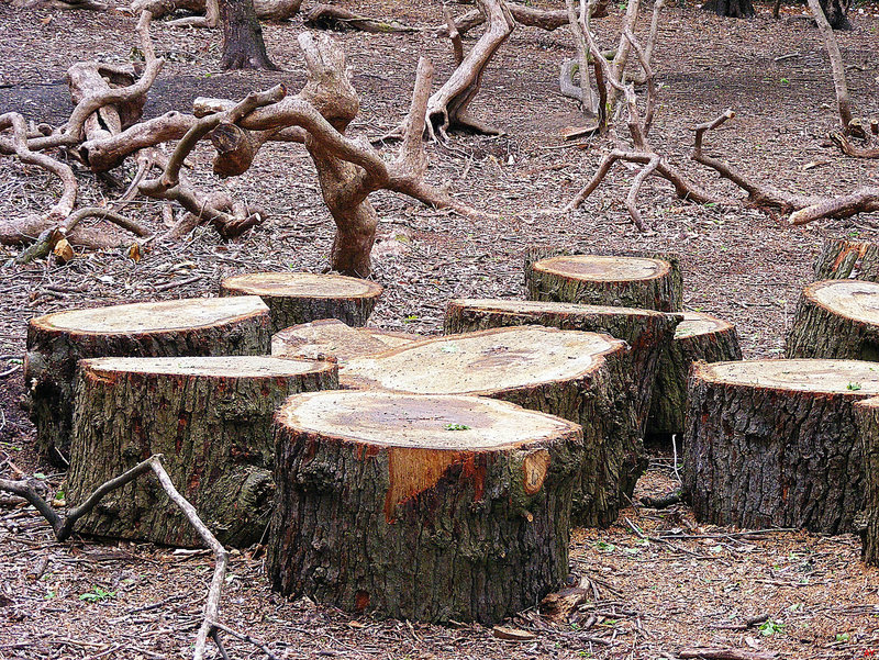 Timber graveyard