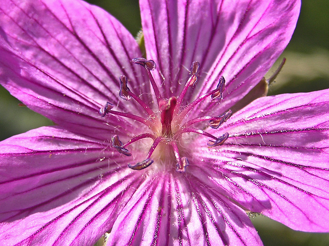 Sticky Purple Geranium