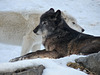 Grey Wolf and Arctic Wolf