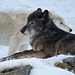 Grey Wolf and Arctic Wolf