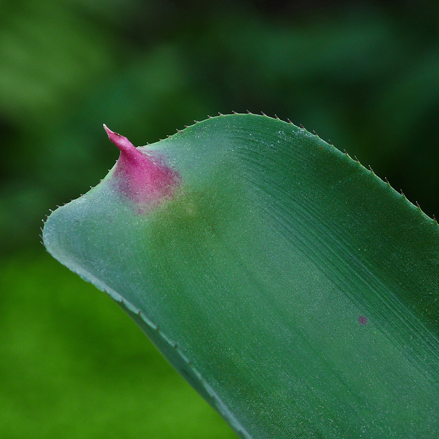 A touch of pink