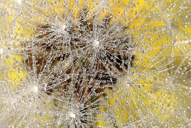 Perles de taraxacum