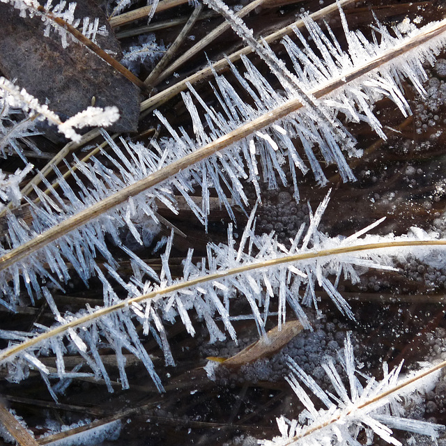 Early morning ice crystals